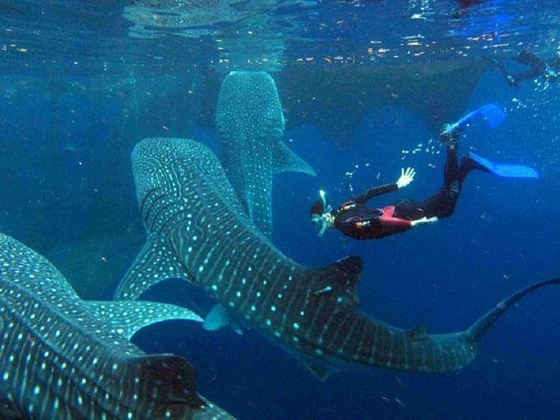 Whale sharks in Oslob